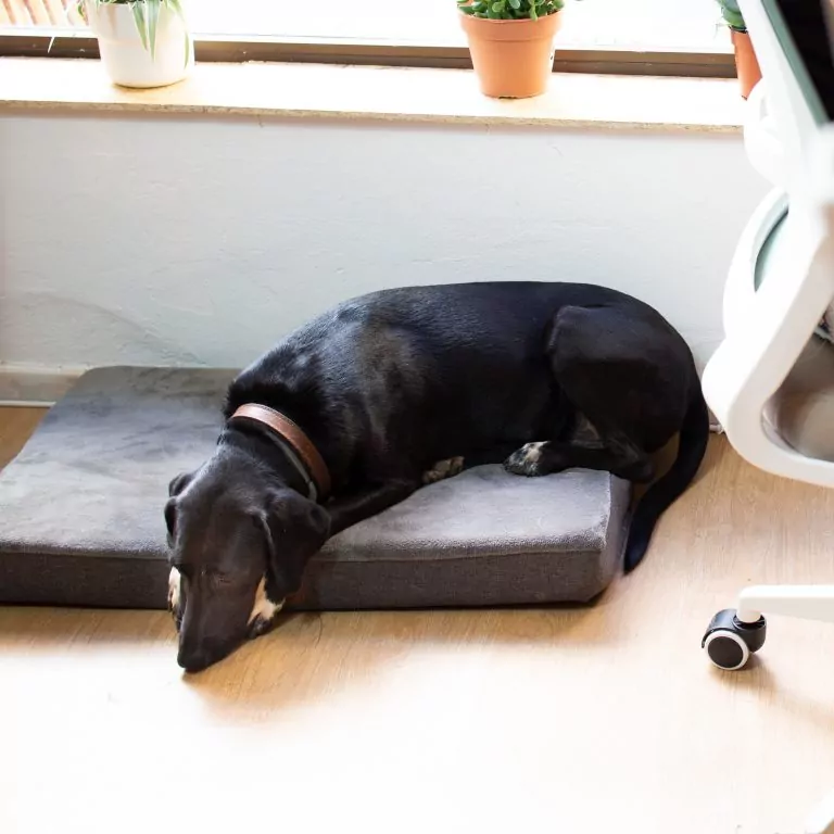 perro de oficina en portimao llamado willow